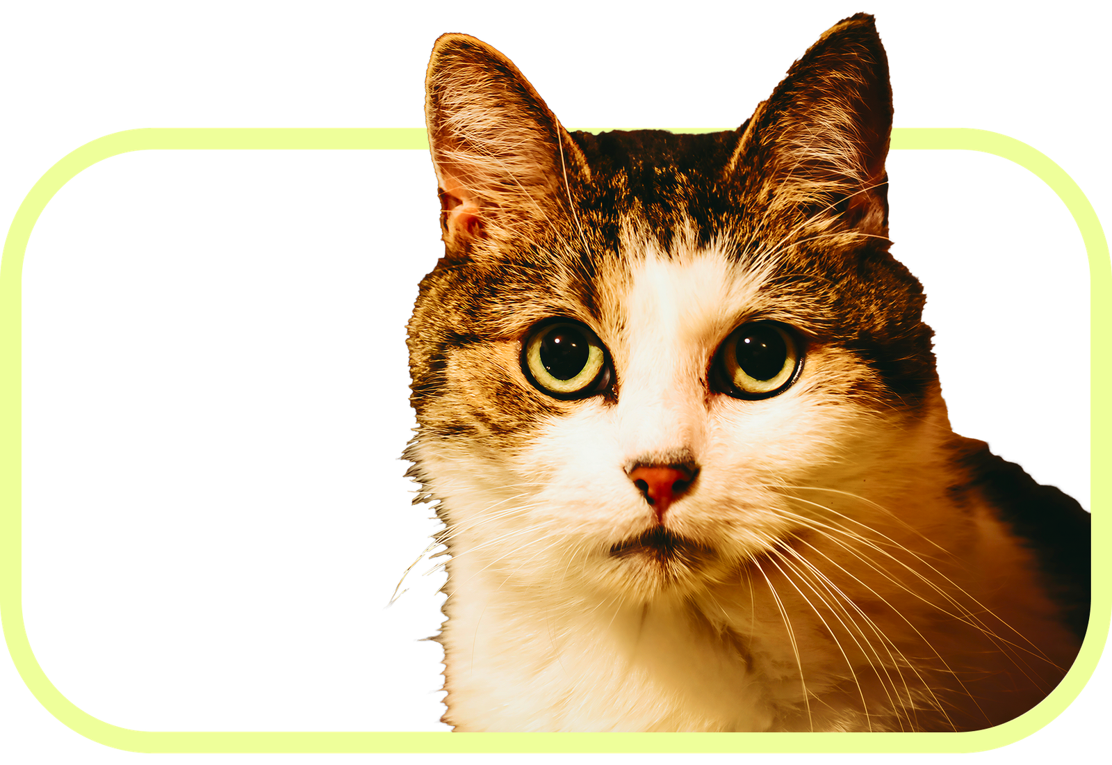 Chat