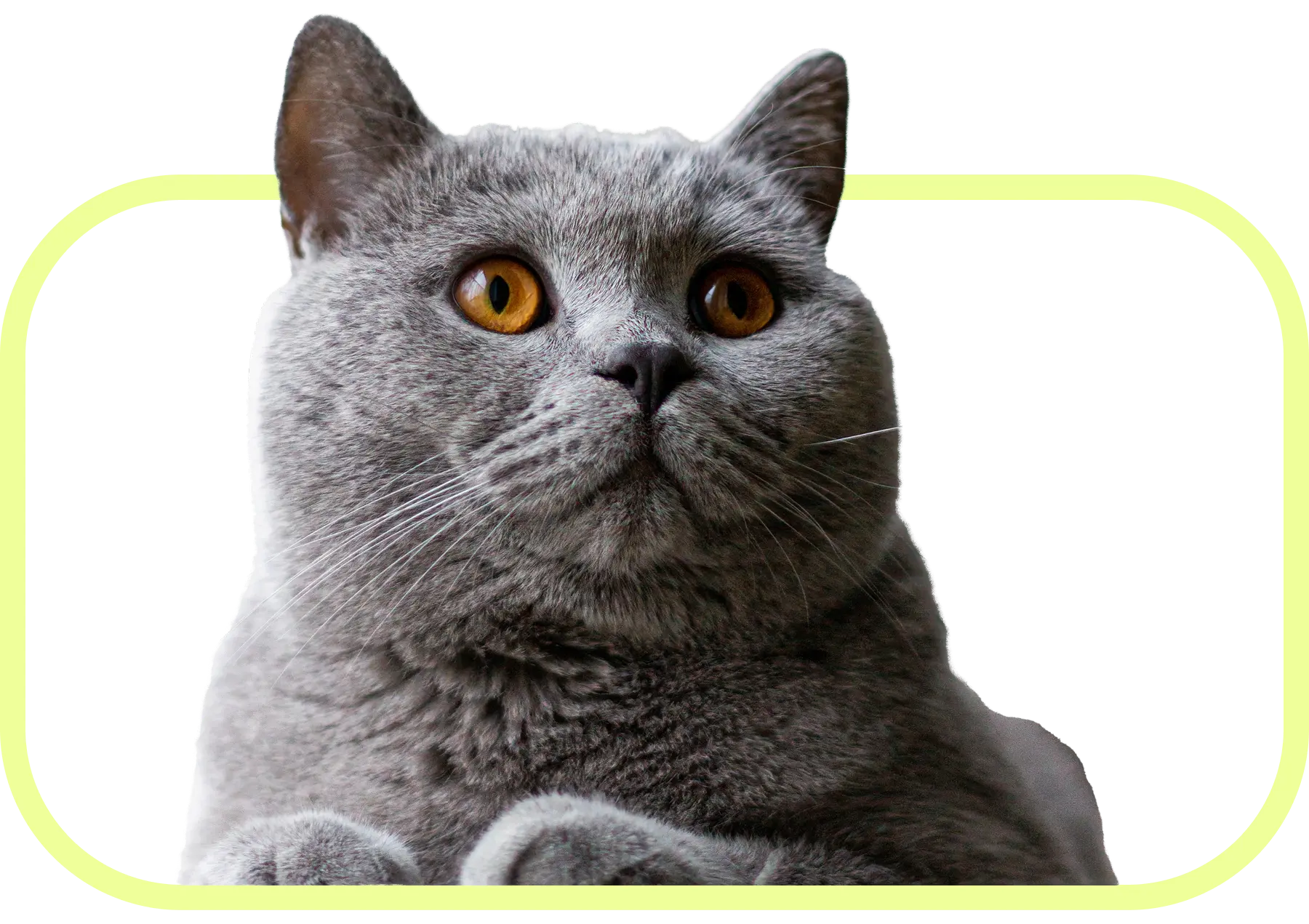 Chats