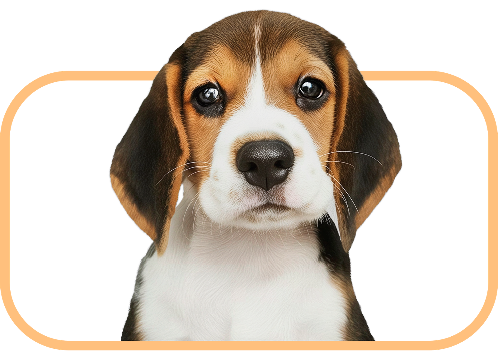 Chien