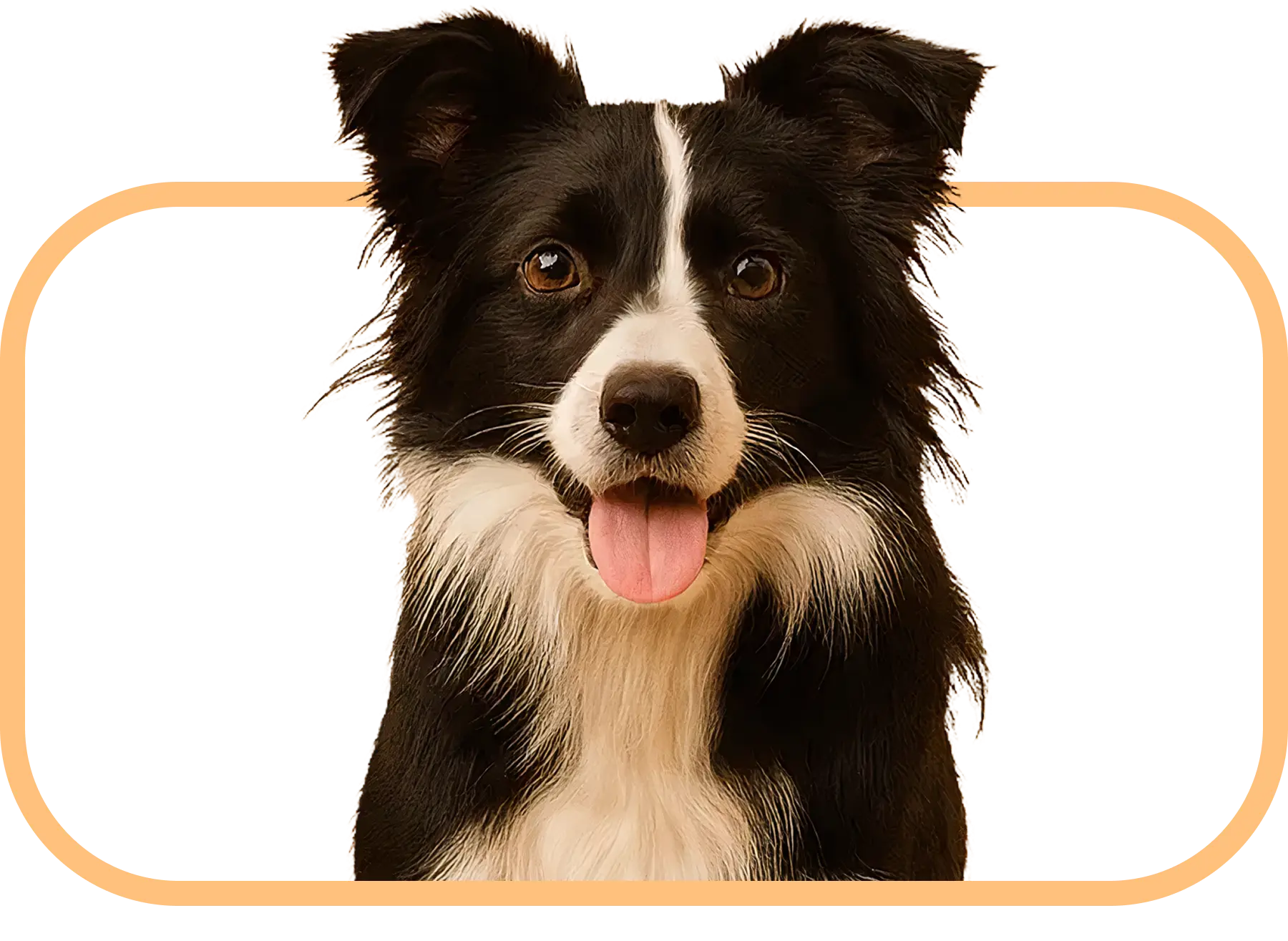 Chiens