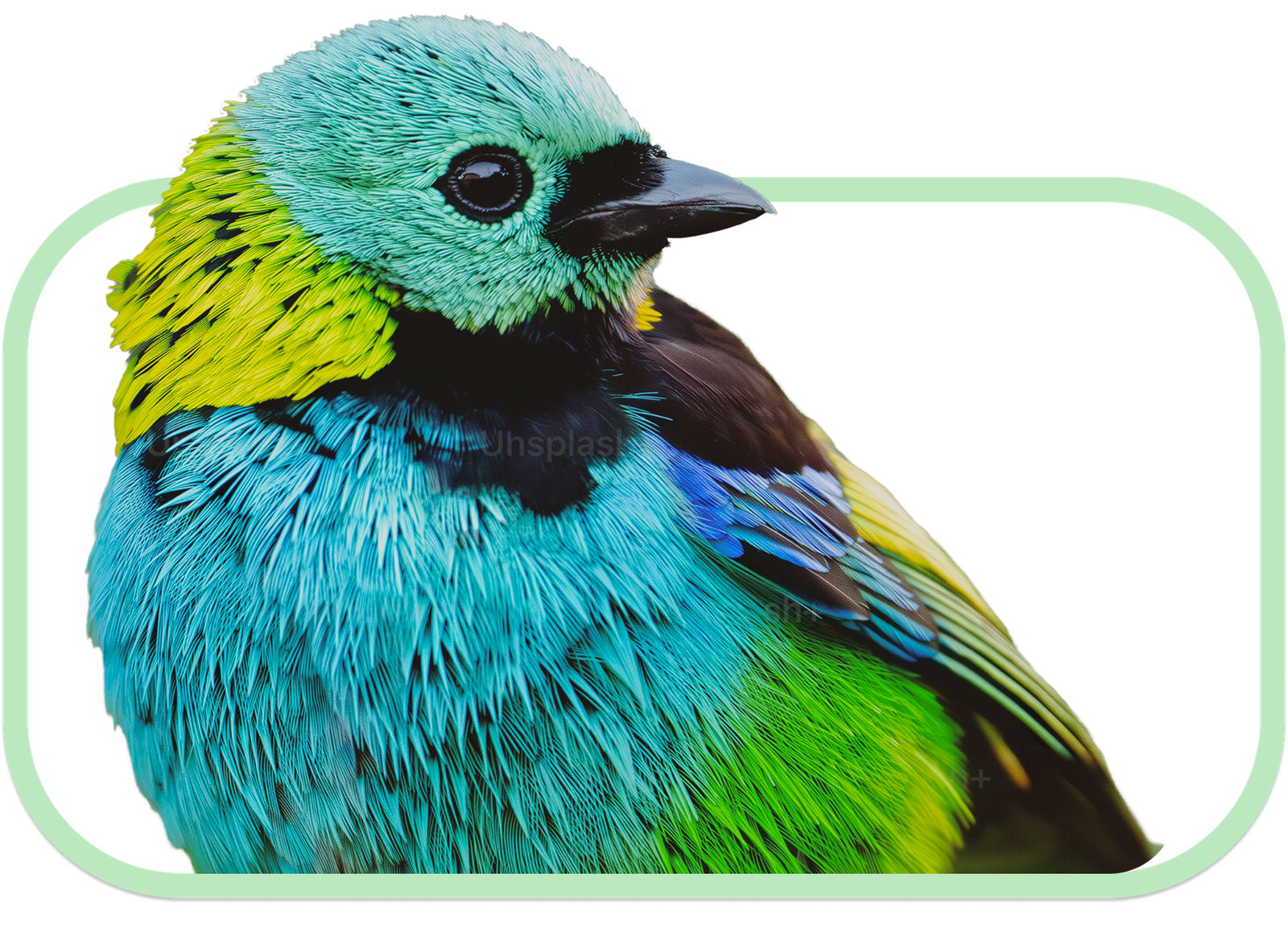 Oiseaux