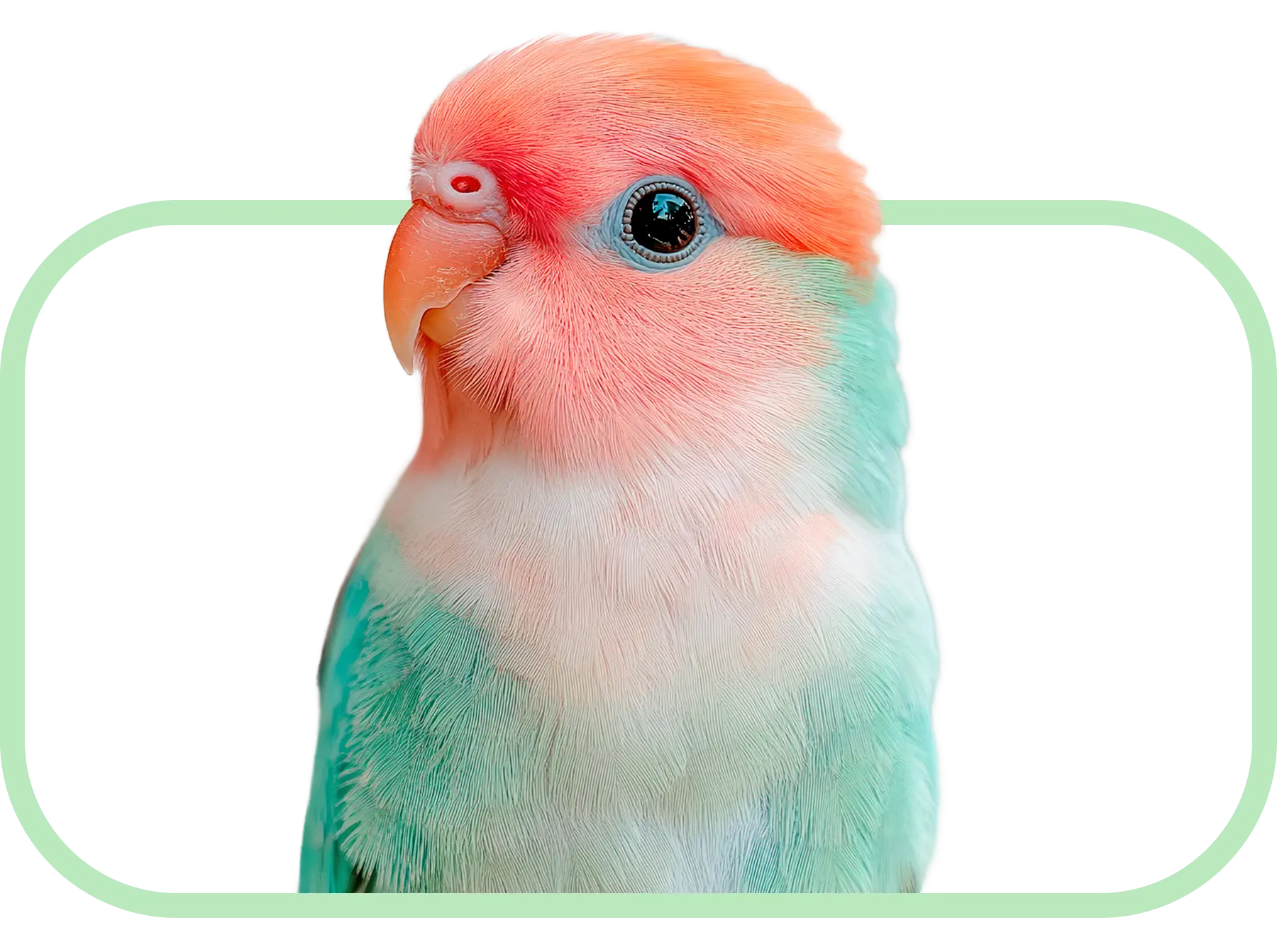 Oiseaux