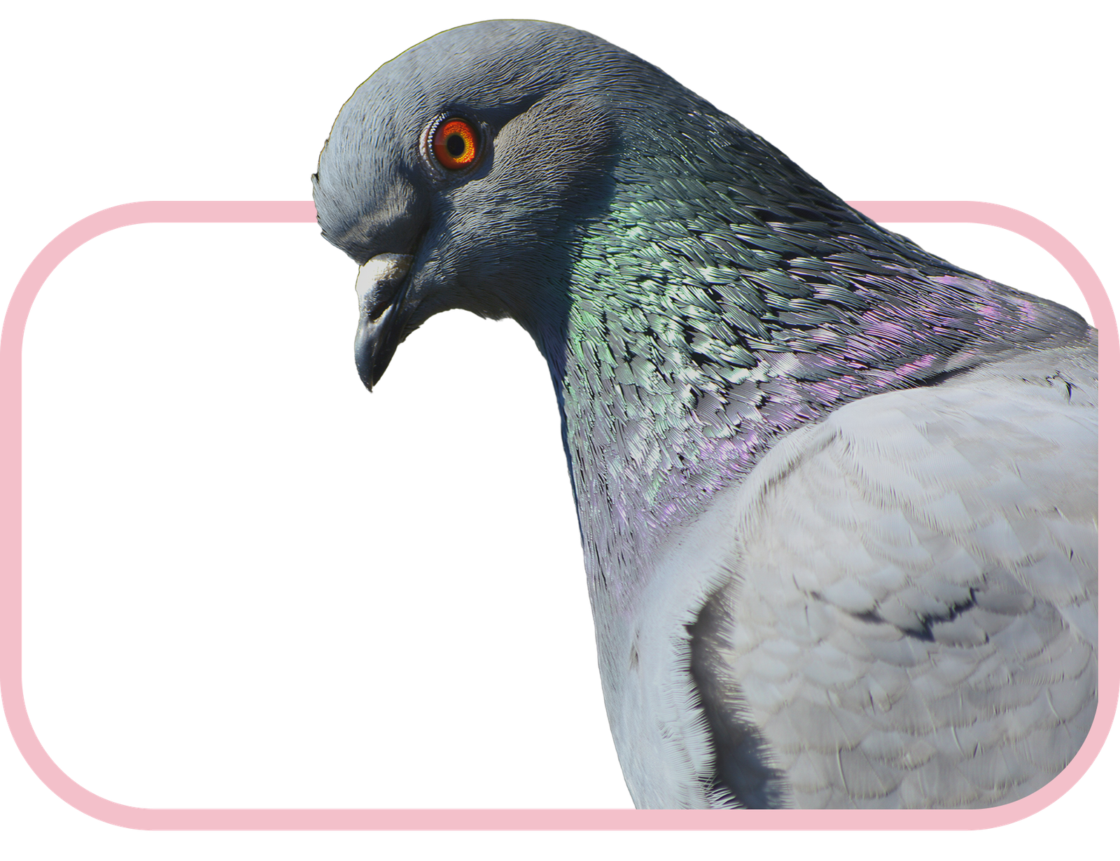 Pigeons