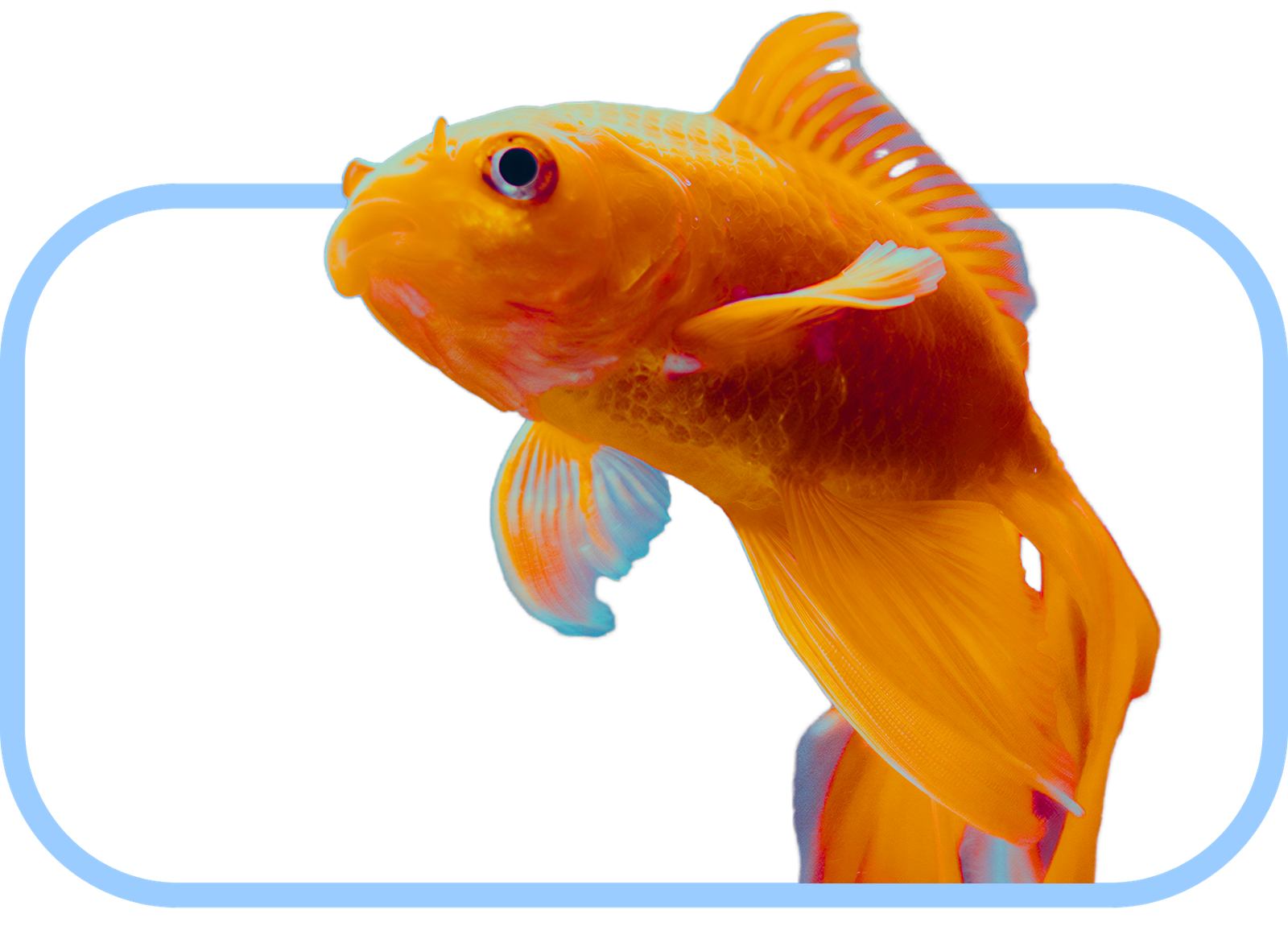 Poissons